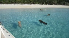 Плаваючі свині на острові великий основний кей на багамах (4 фотографії + 2 відео)